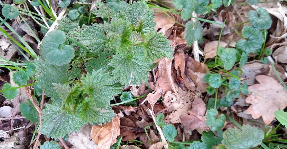 Kruid van de maand: Brandnetel – Urtica dioica